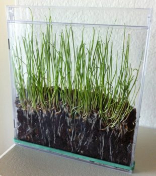 Watch Grass Grow 
