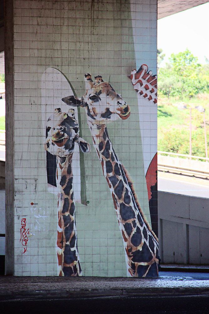 Giraffes nearby!