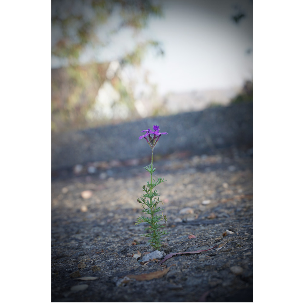 sd-vignette-3