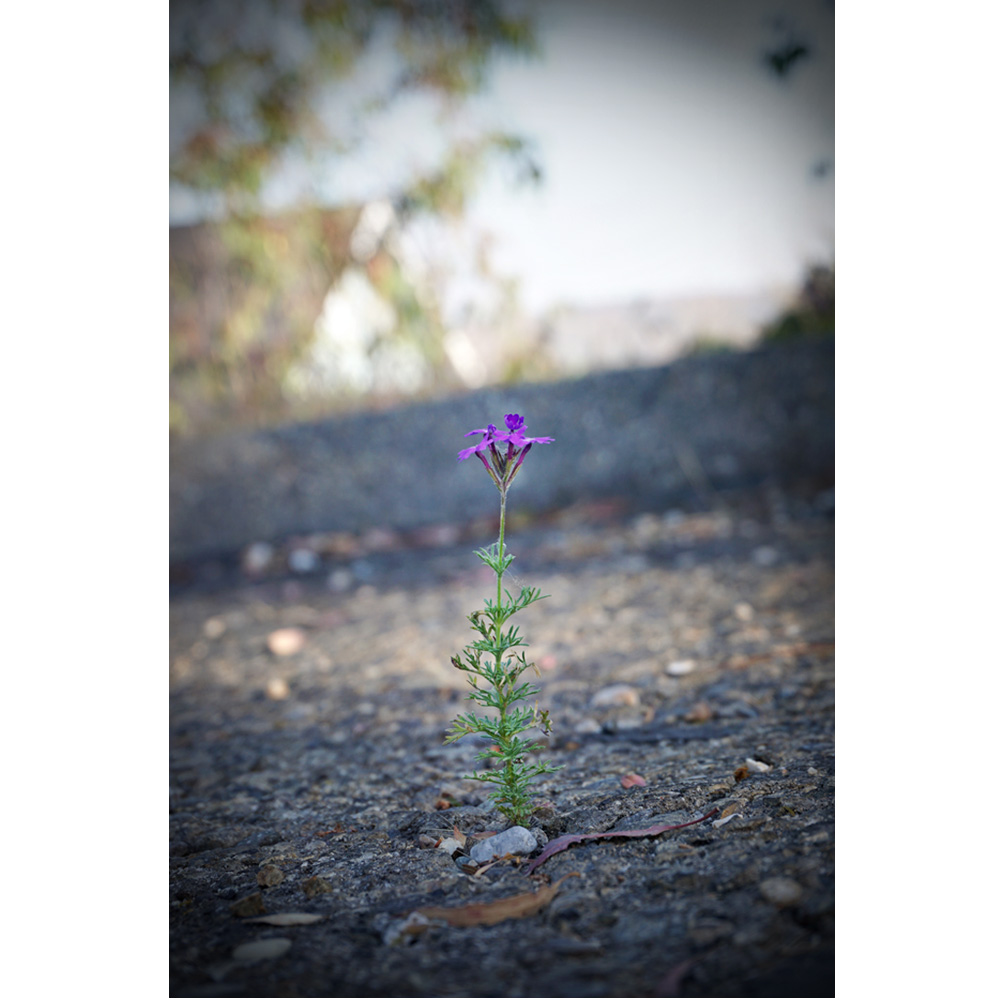 sd-vignette-4