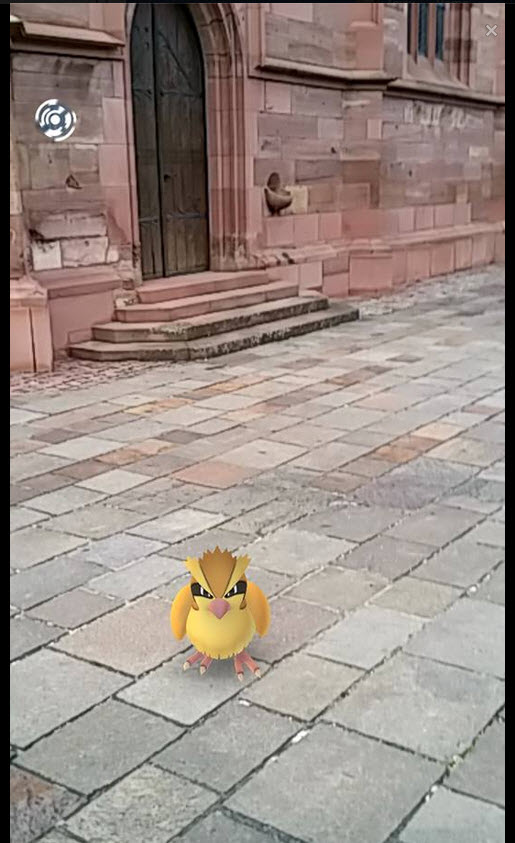 peter-paul-pidgey