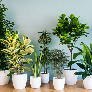 houseplants