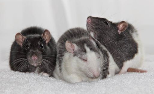 babies