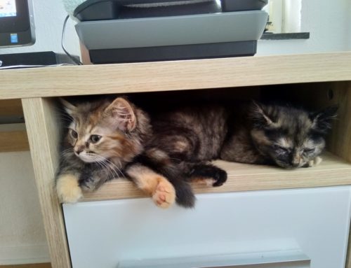 Amy & Zoë